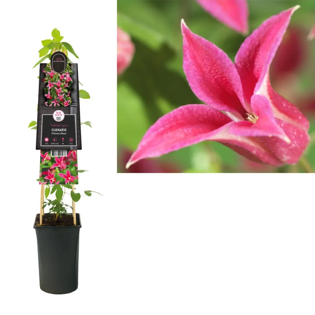 Klimplant Clematis Princess Diana 75 cm Bosrank Van der Starre