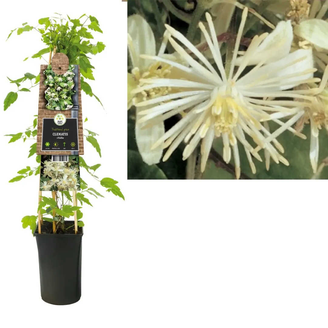 Klimplant Clematis vitalba 75 cm Bosrank Van der Starre
