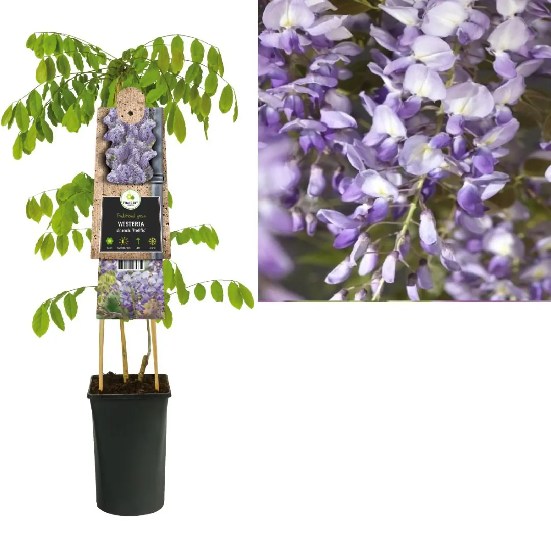 Klimplant Wisteria sinensis Prolific 75 cm Chinese blauweregen Van der Starre