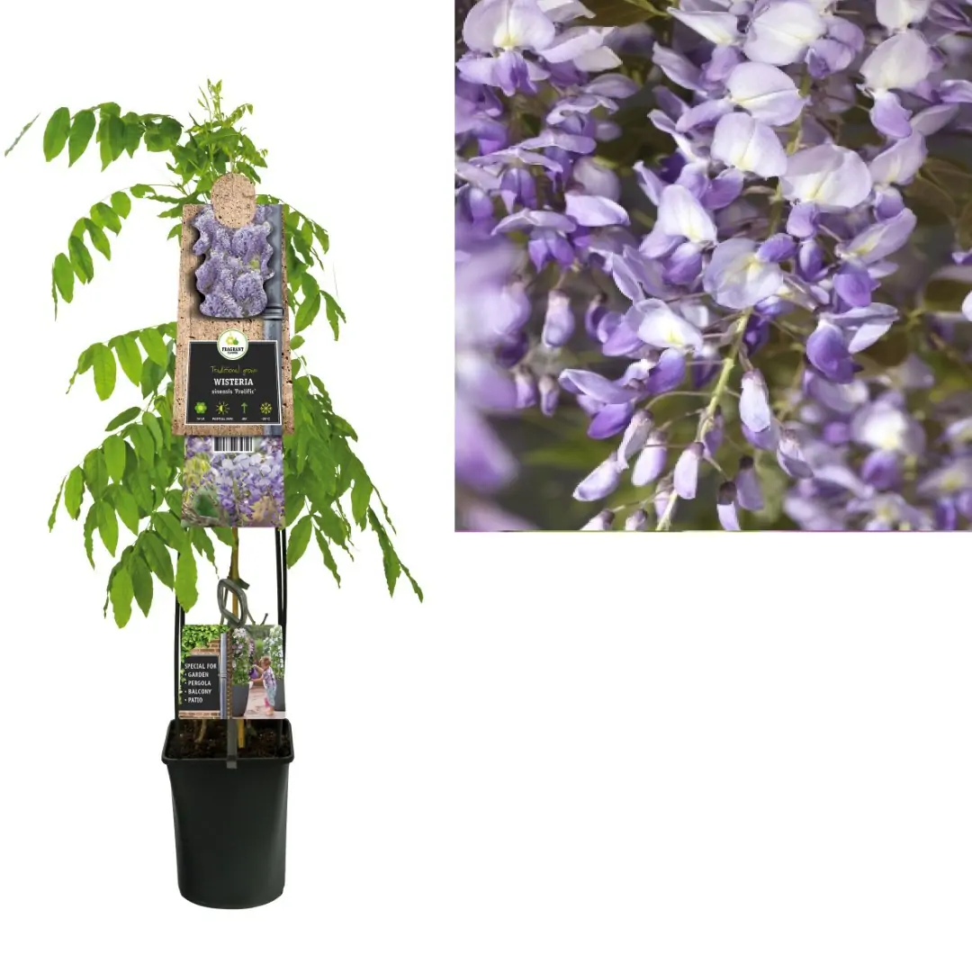 Klimplant Wisteria sinensis Prolific 120 cm Chinese blauweregen Van der Starre
