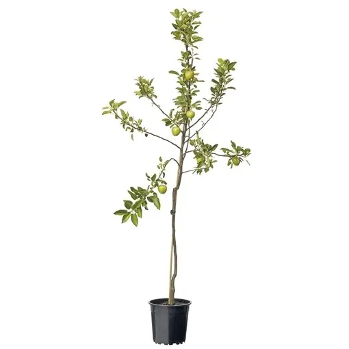 Malus Dom. Braeburn Laagstam fruitplant Fruithof