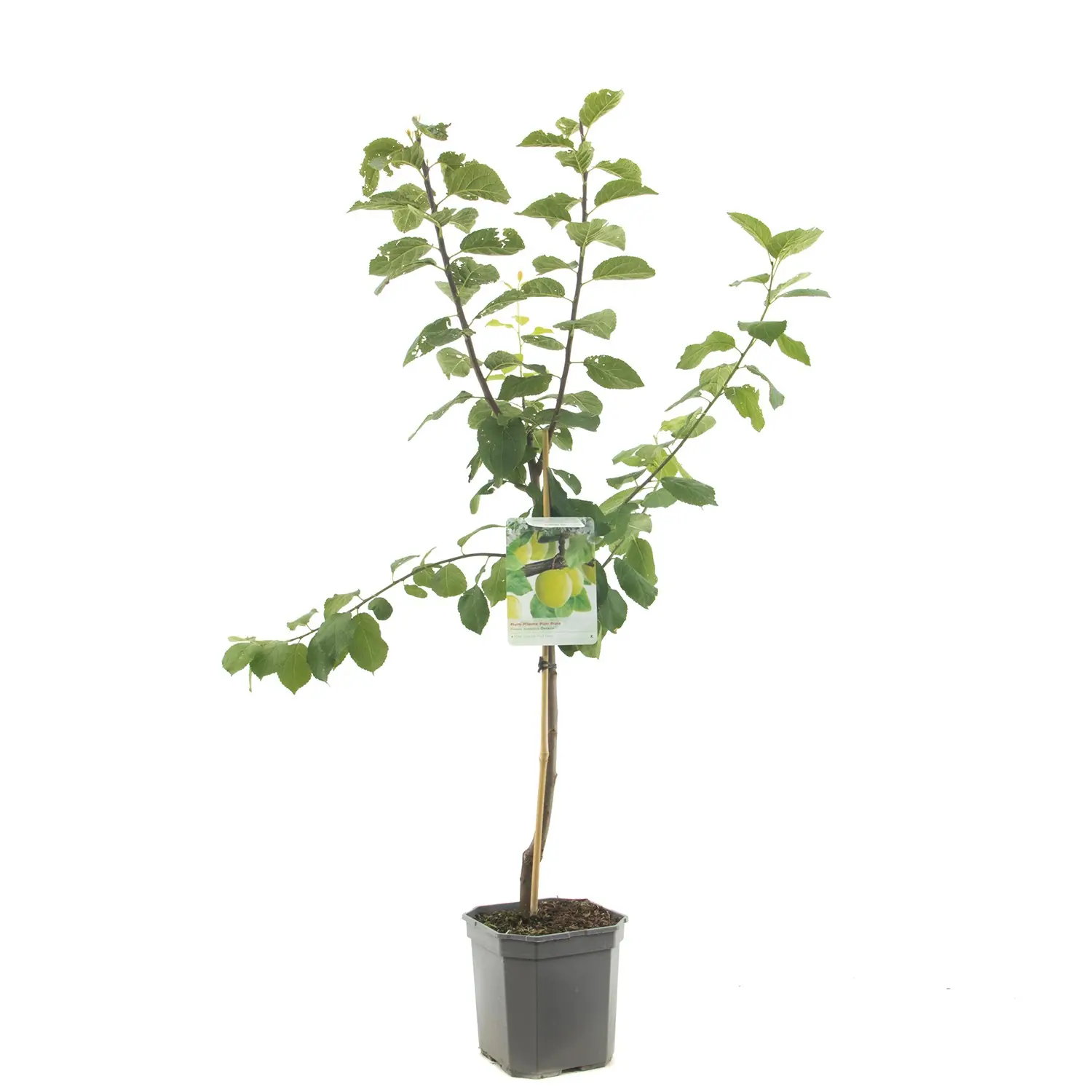 Prunus domestica Ontario Pruim laagstam fruitplant Fruithof