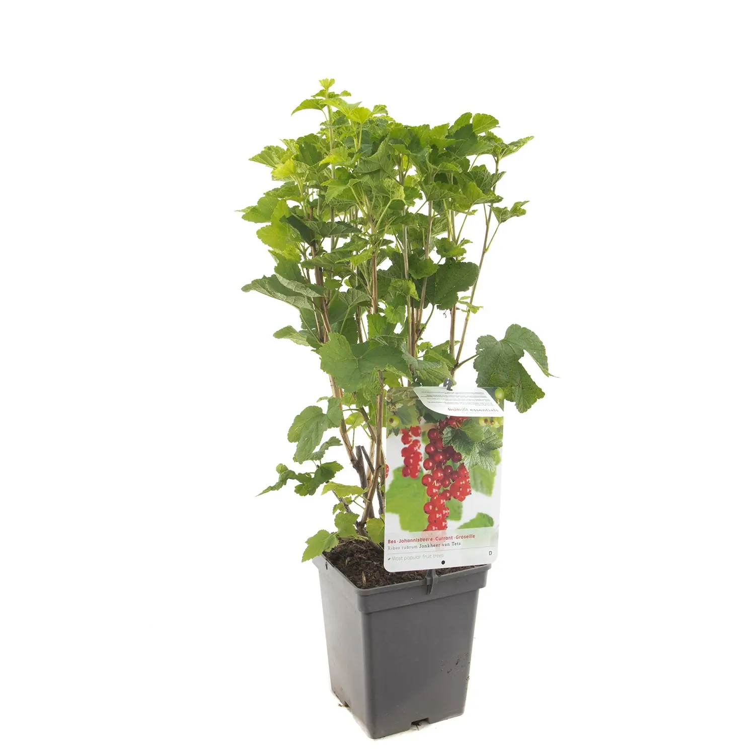 Ribes rubrum Jonkheer van Tets Rode bessen Tets fruitplant Fruithof