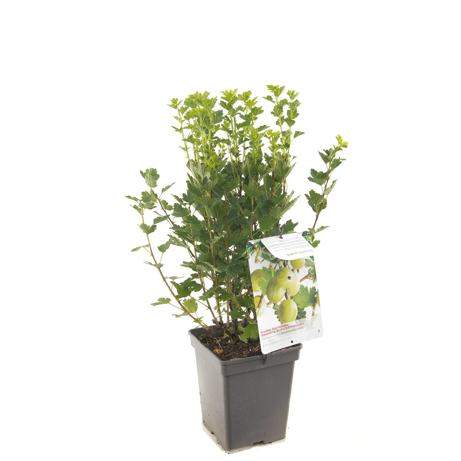 Ribes uva-crispa Hinnonmaki Gron Gele kruisbes fruitplant Fruithof
