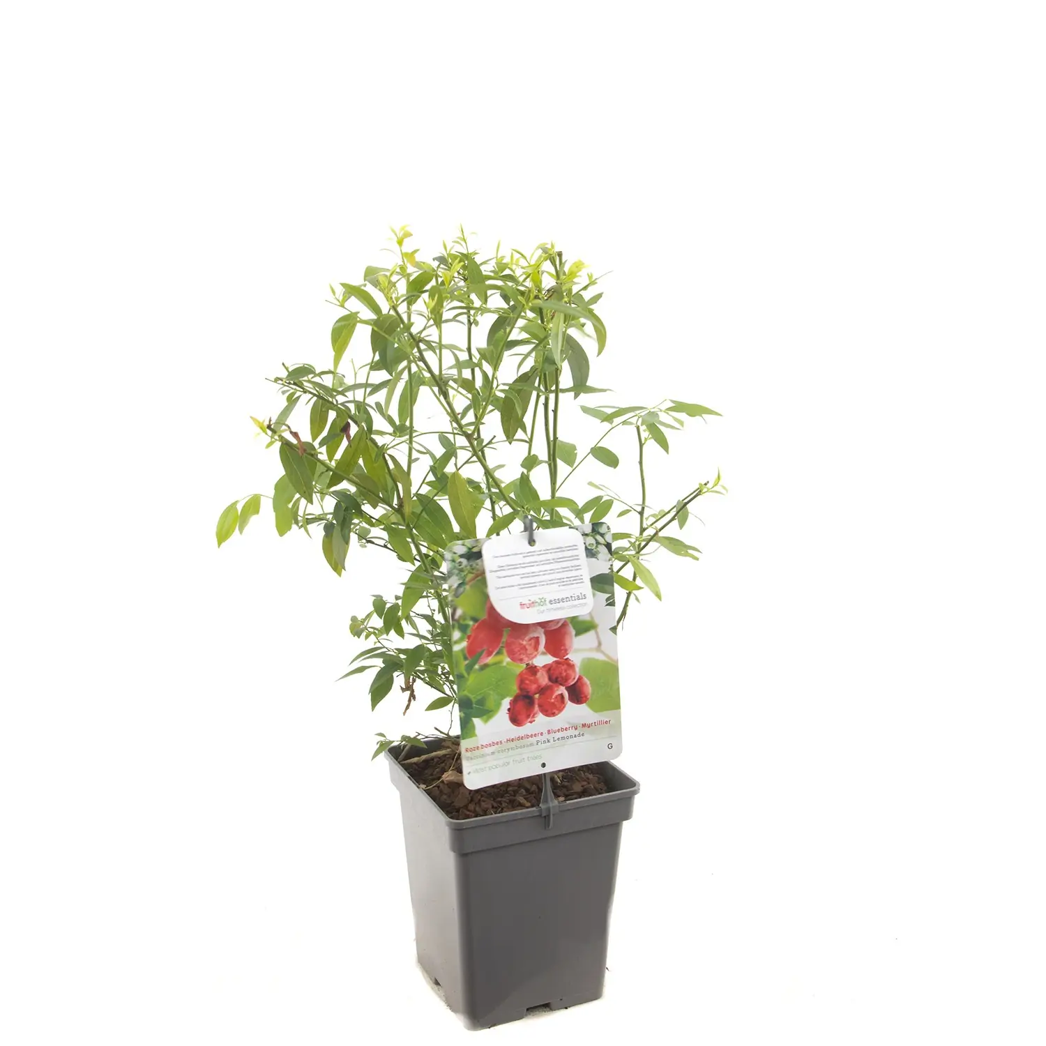Vaccinium corymbosum Pink Lemonade Roze bosbes fruitplant Fruithof