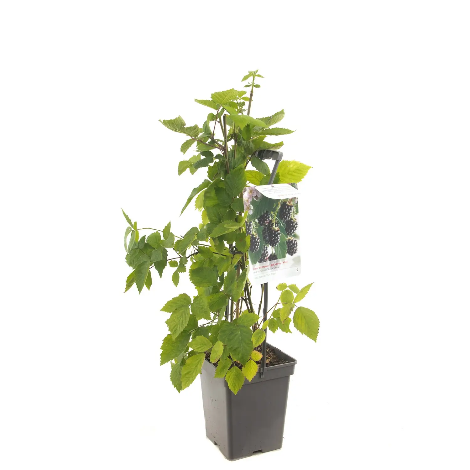 Rubus Fruticosus Black Satin Doornloze zwarte braam draagbeugel fruitplant Fruithof