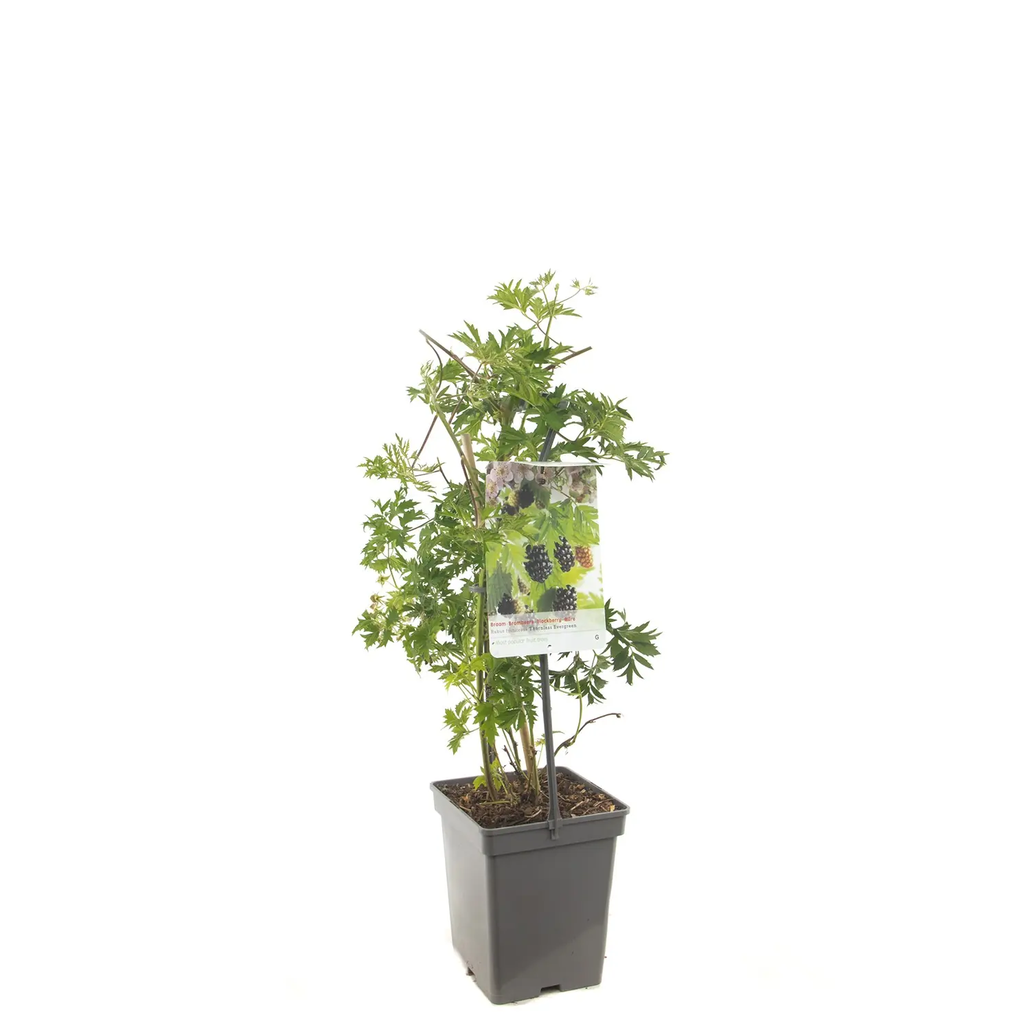 Rubus fruticosus Thornless Evergreen Doornloze braam draagbeugel fruitplant Fruithof