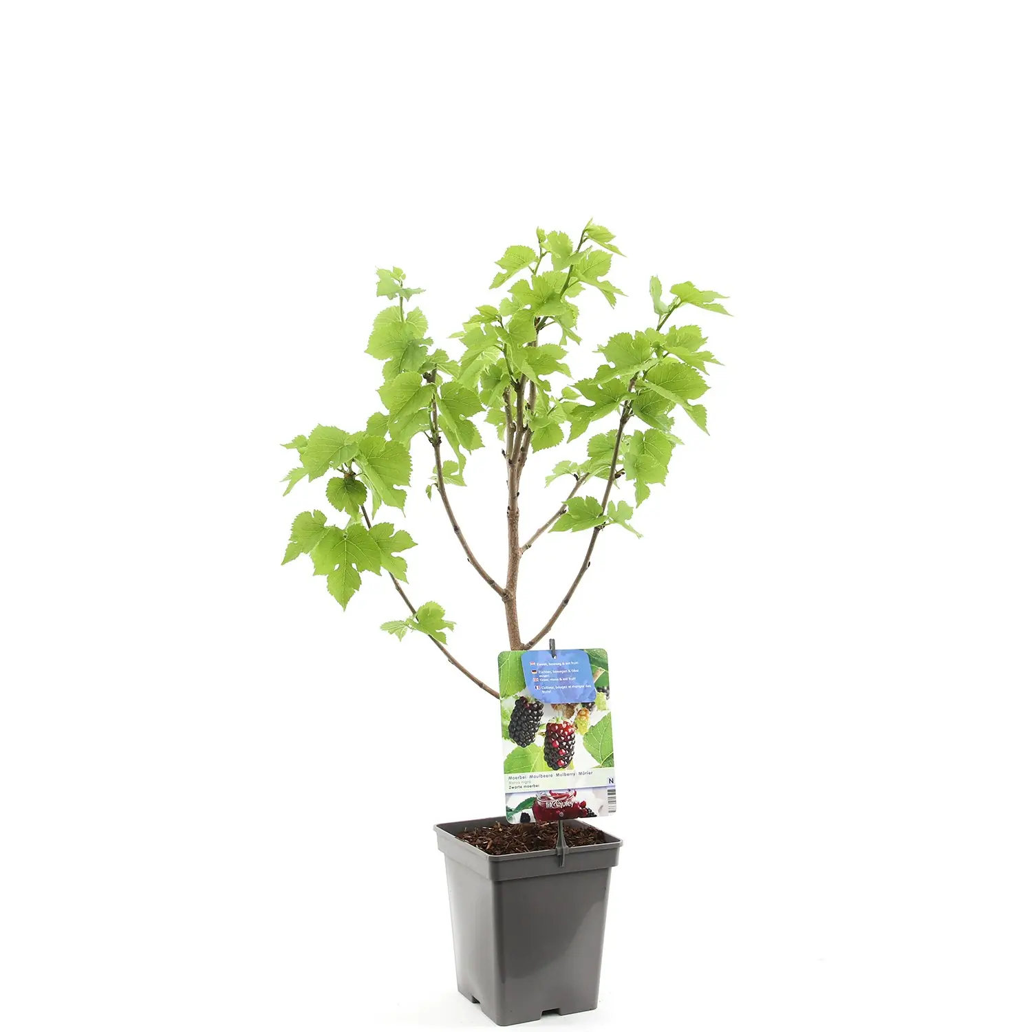 Morus Nigra Zwarte moerbei Zwarte moerbei struik fruitplant Fruithof