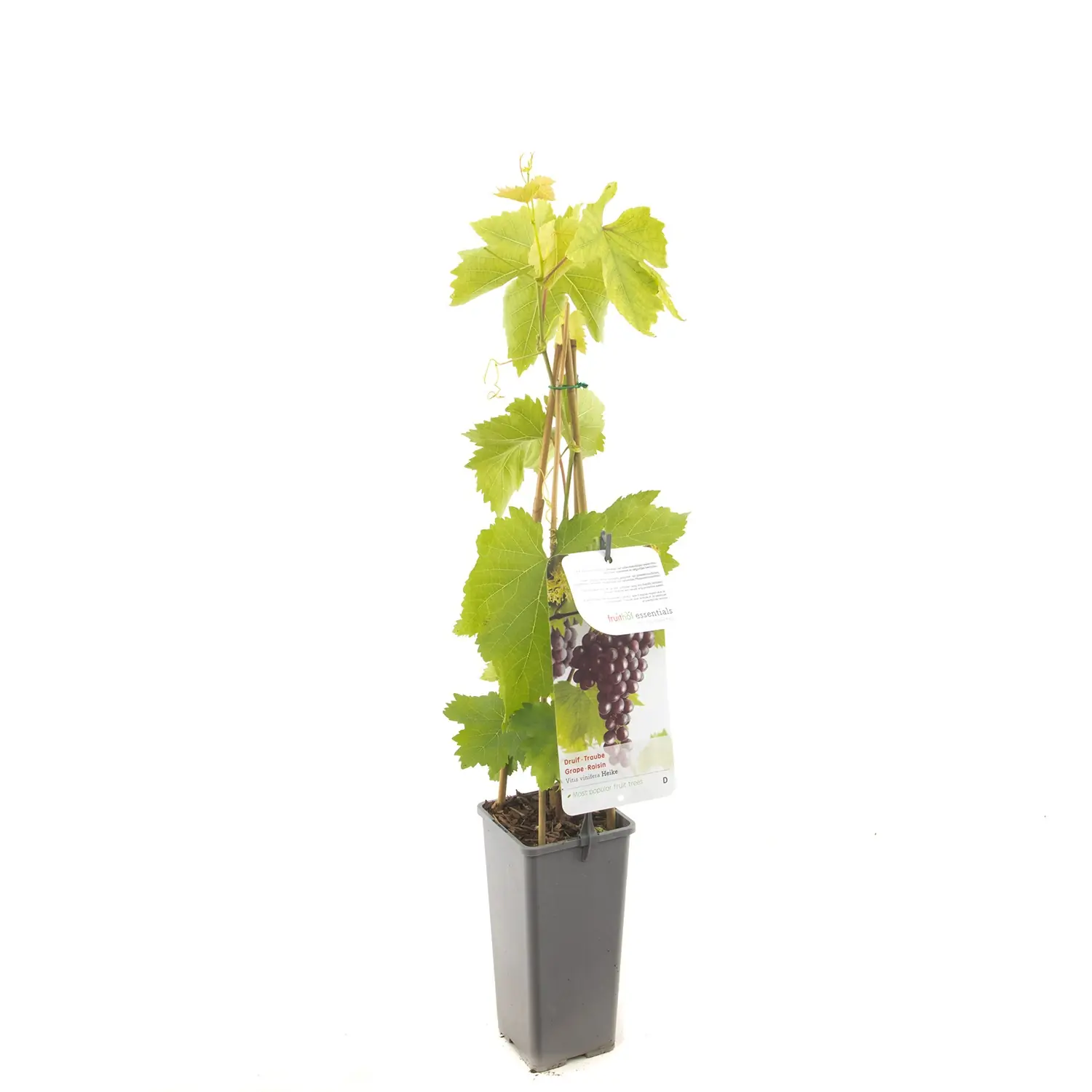 Vitis vinifera Heike Pitloze rood/paarse druif fruitplant Fruithof