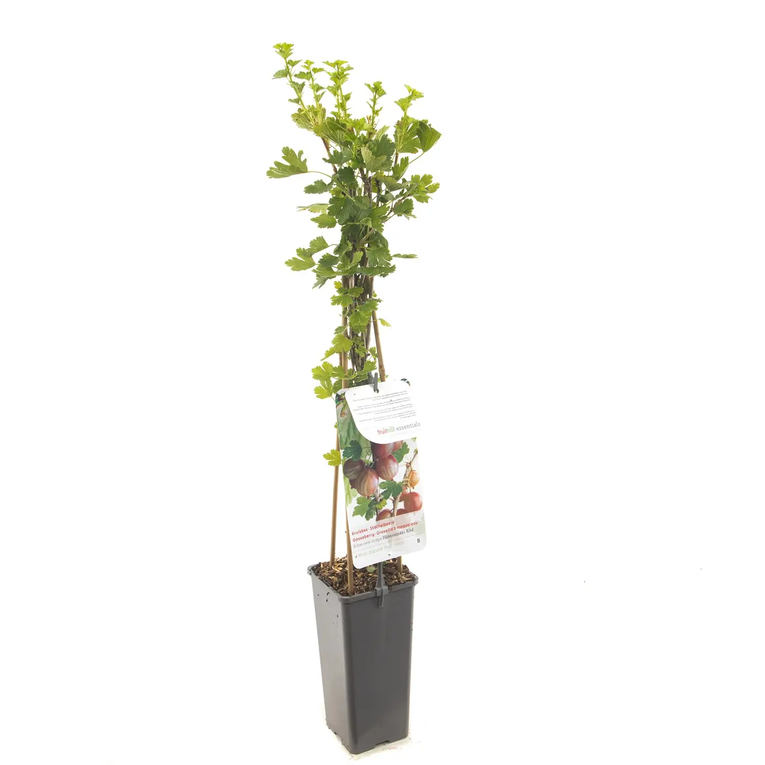 Ribes uva-crispa Hinnonmaki Rod Rode kruisbes fruitplant Fruithof