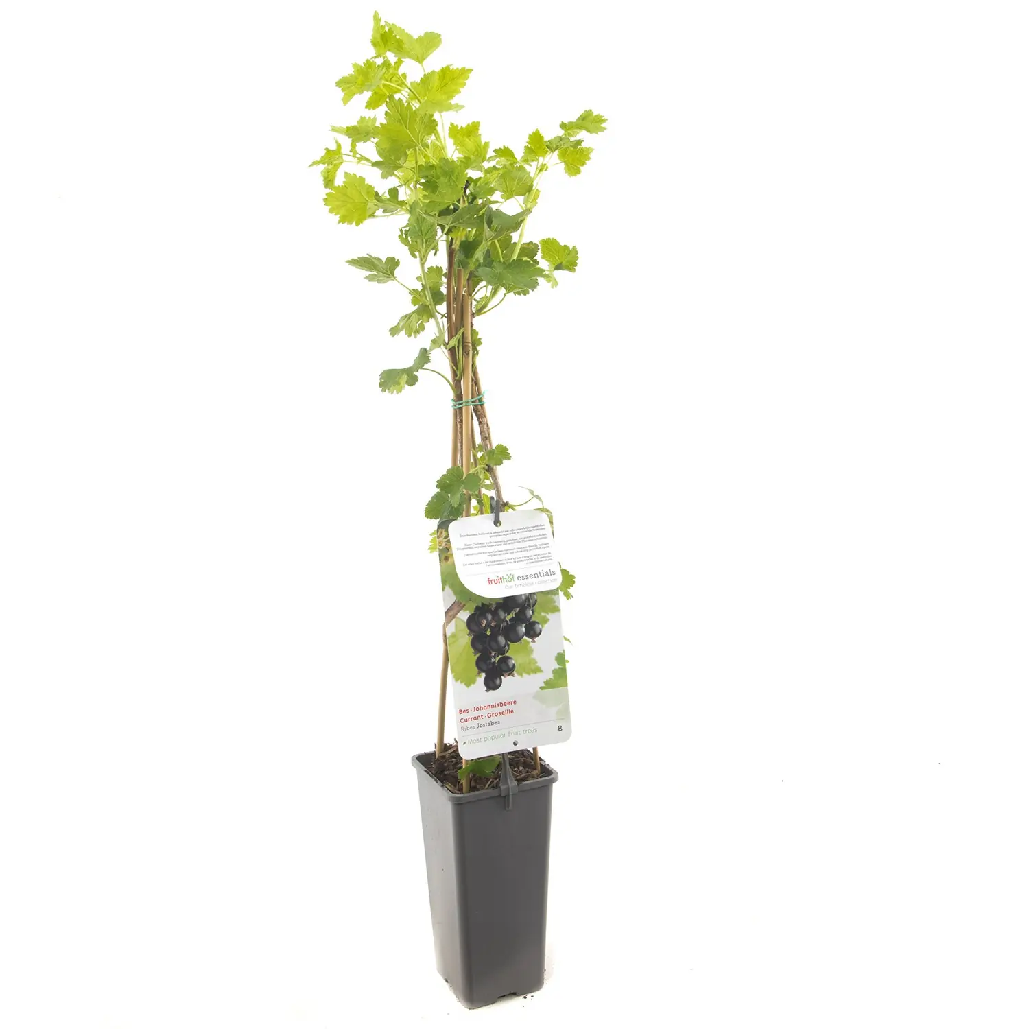 Ribes rubrum Jostabes Jostabes fruitplant Fruithof