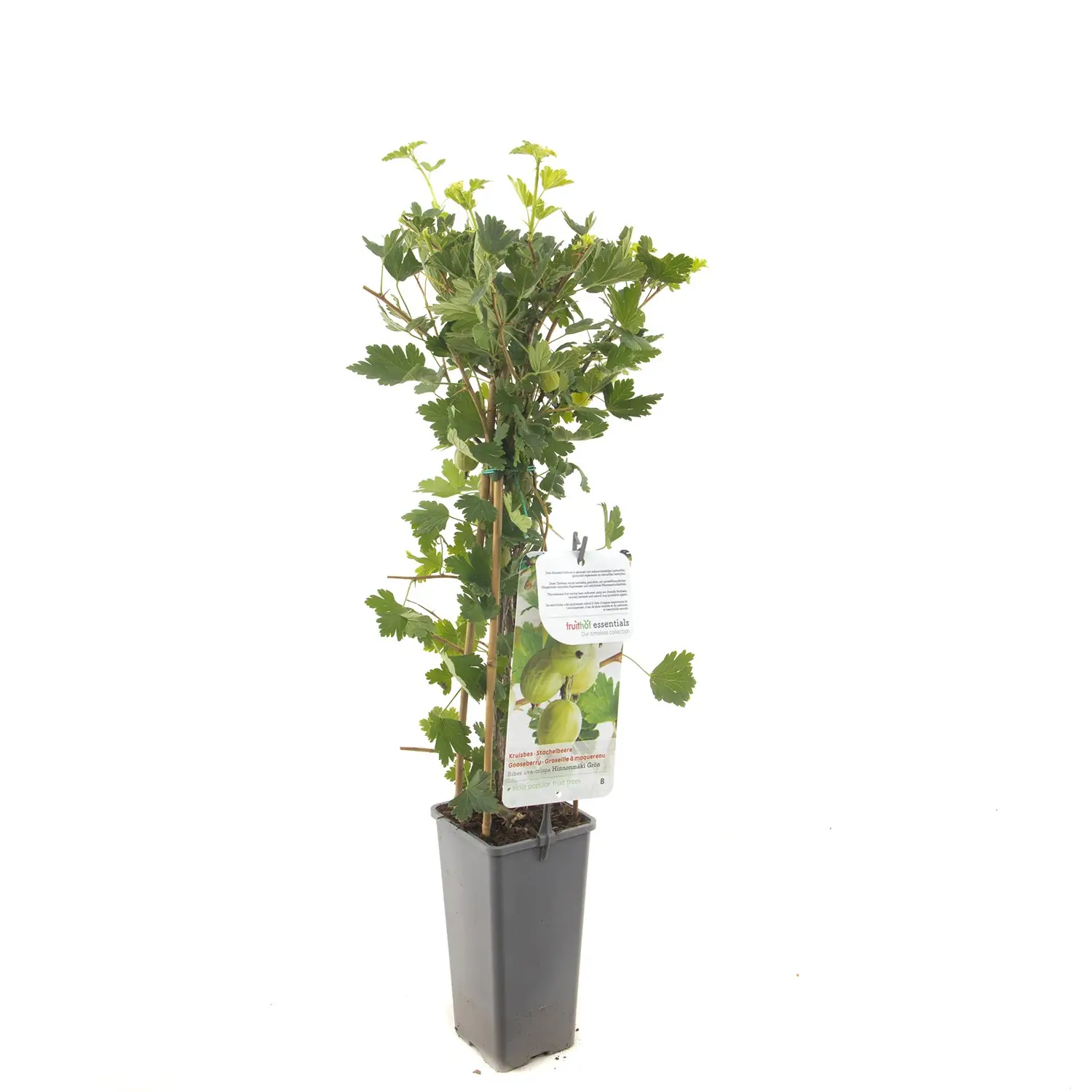 Ribes uva-crispa Hinnonmaki Gron Gele kruisbes fruitplant Fruithof
