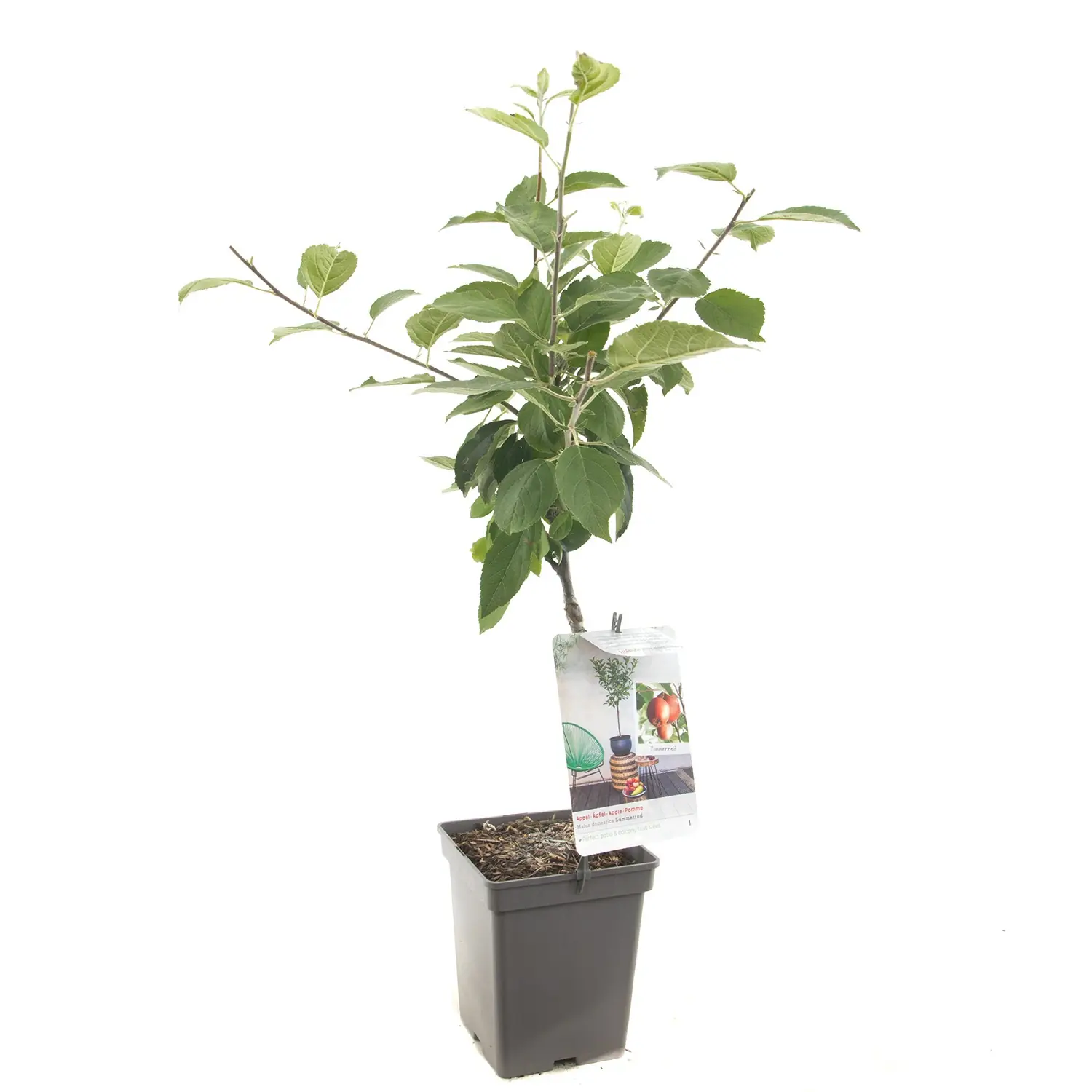 Malus domestica Summerred Rode handappel Patio fruitplant Fruithof