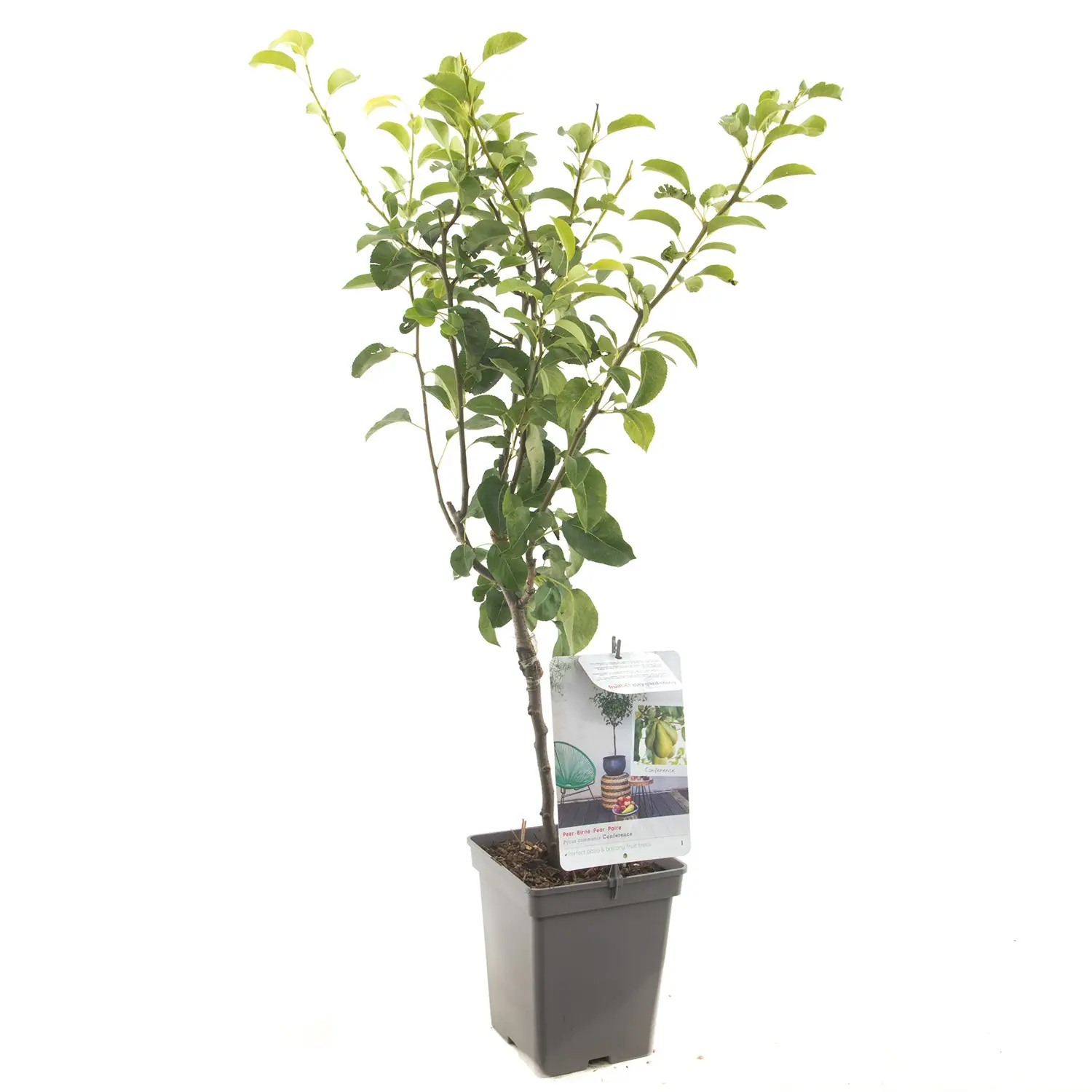 Pyrus communis Conference Hand- of bewaarpeer Patio fruitplant Fruithof