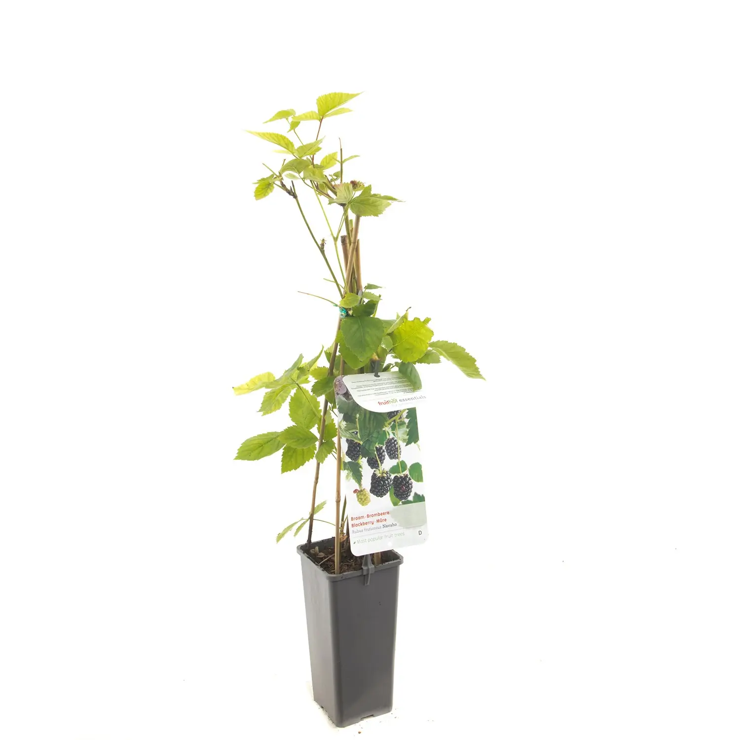 Rubus fruticosus Navaho Doornloze braam fruitplant Fruithof