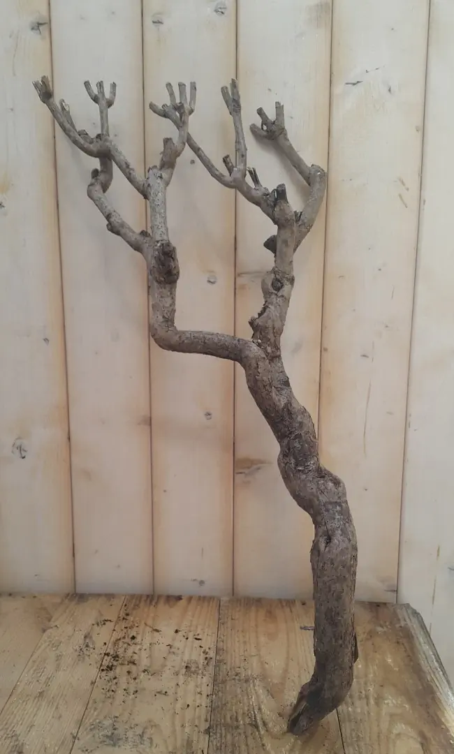 Decoratie tak groot 40 tot 60 cm Warentuin Natuurlijk