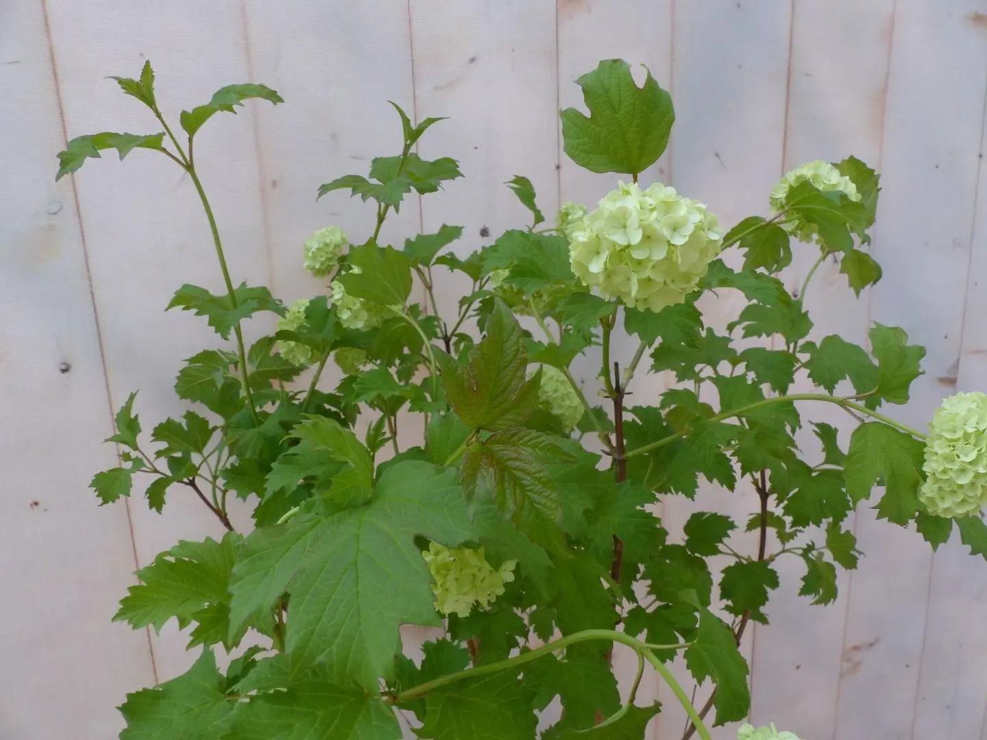 Viburnum Gelderse Roos Heester 80 cm met mooie witte bloemen Warentuin Natuurlijk