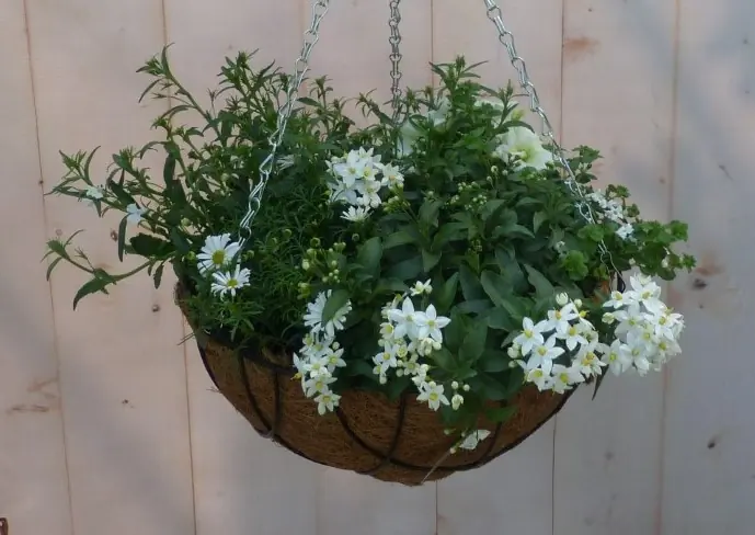 Diverse hangplantjes in kokos hanging basket wit Warentuin Natuurlijk