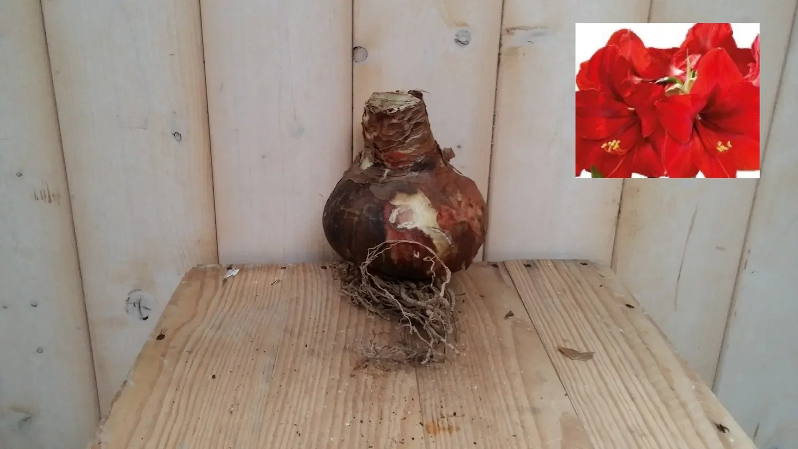 Amaryllisbol rood Warentuin Natuurlijk