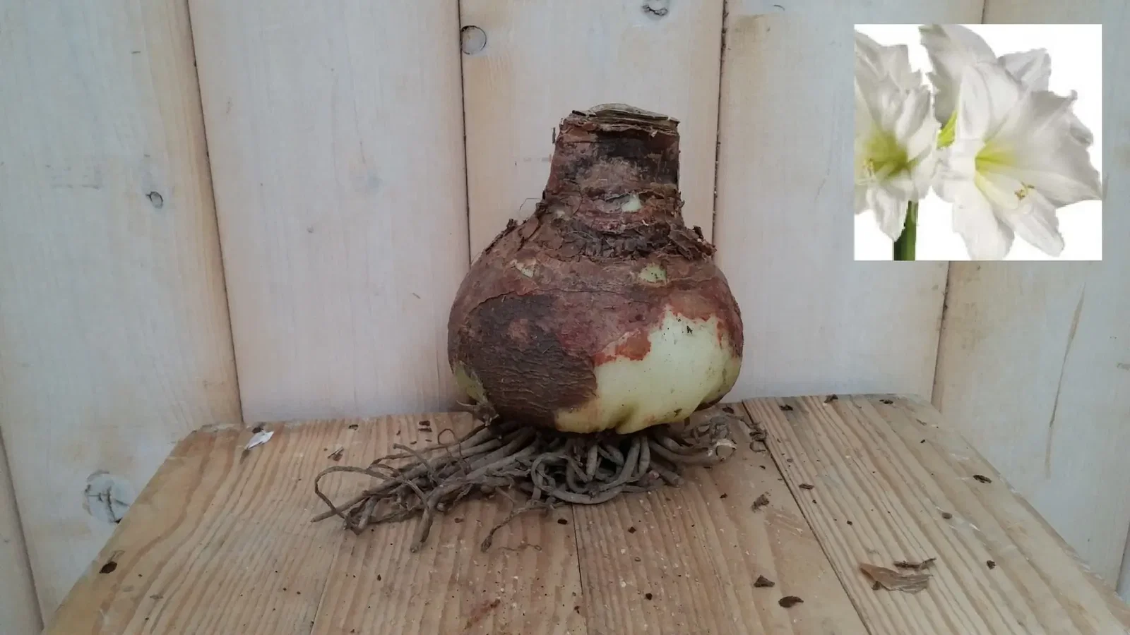 Amaryllisbol wit Warentuin Natuurlijk