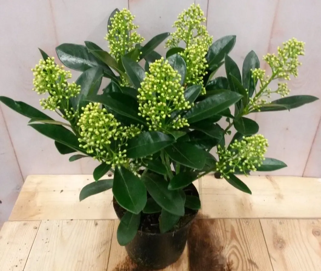 Skimmia wit 20 cm Warentuin Natuurlijk