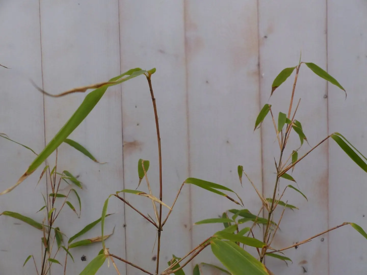 Bamboe 200 cm groen blijvend Phyllostachys Bambusoideae Warentuin Natuurlijk