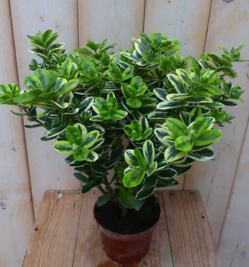 3 stuks! Veronica Hebe Andersonii paars bont en groen blad Warentuin Natuurlijk