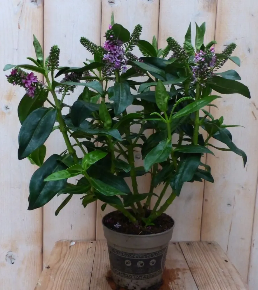 3 stuks! Veronica Hebe Andersonii paars/roze groen blad Warentuin Natuurlijk
