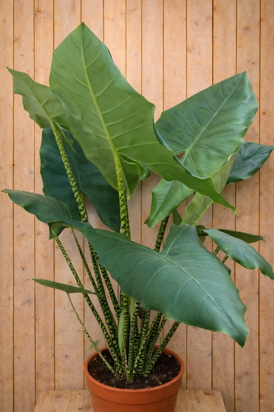 Alocasia (Zebrina/Portadora/Sarian) 100 cm kamerplant Warentuin Natuurlijk