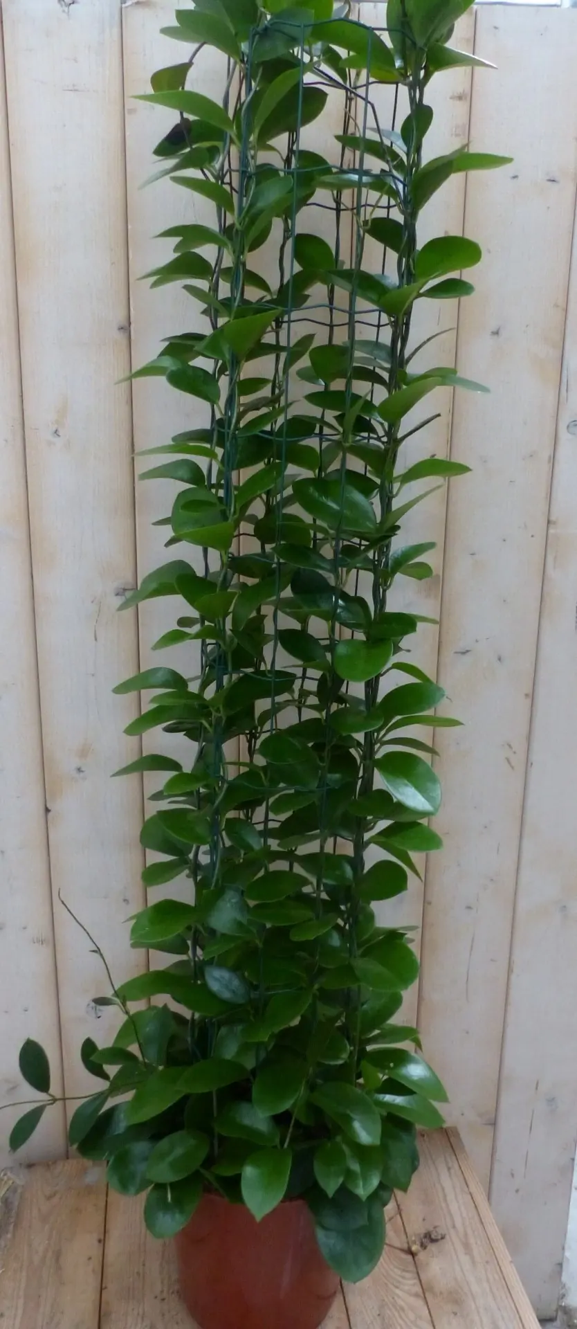 Hoya Australis 120 cm kamerplant Wasbloem Warentuin Natuurlijk