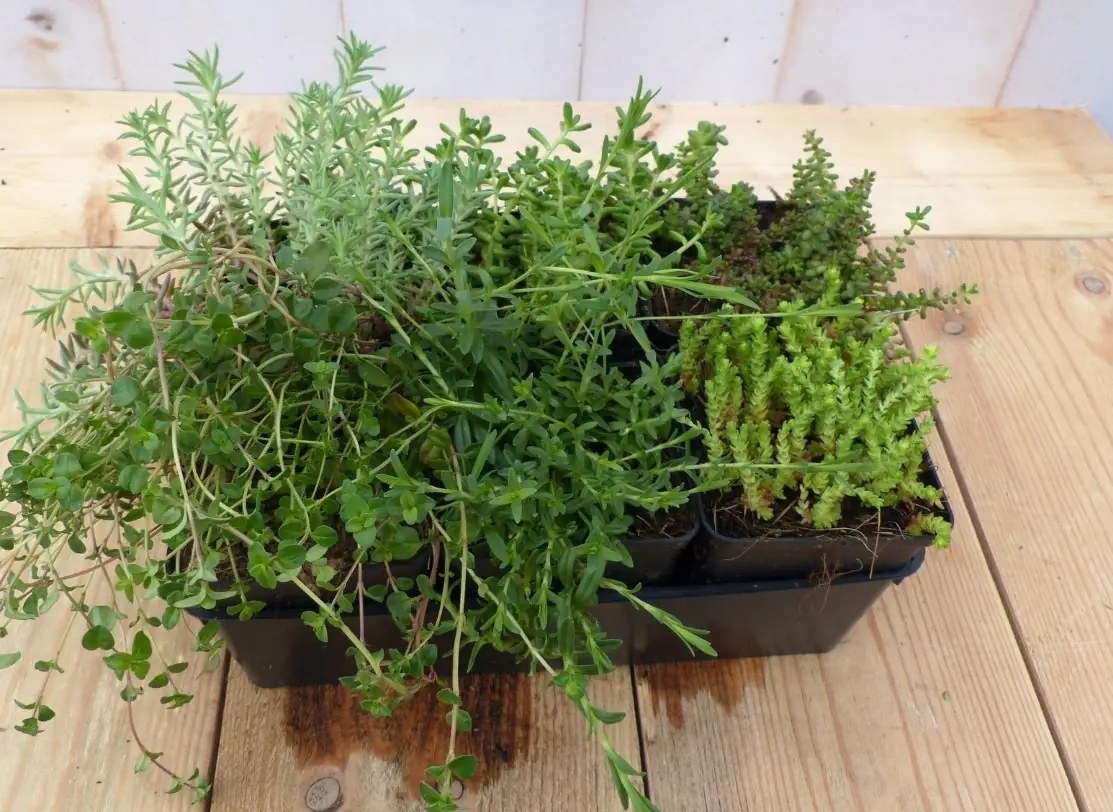 Vetplanten Sedum zes stuks Warentuin Natuurlijk