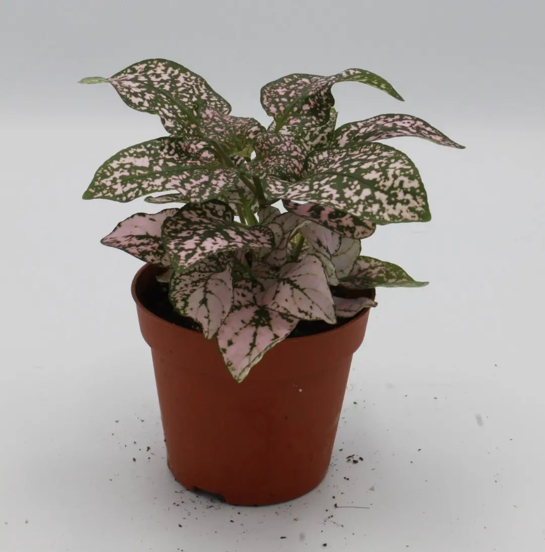 5 stuks! Mini Hypoestes roze Viridi kamerplant Warentuin Natuurlijk