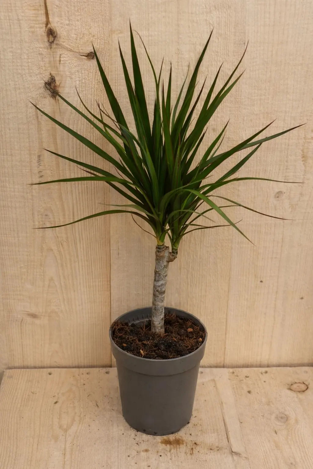 Drakenbloedboom Dracaena Fragrans Marginata Green/Groen H40-60 cm potmaat 17 cm 1 stam kamerplant Warentuin Natuurlijk