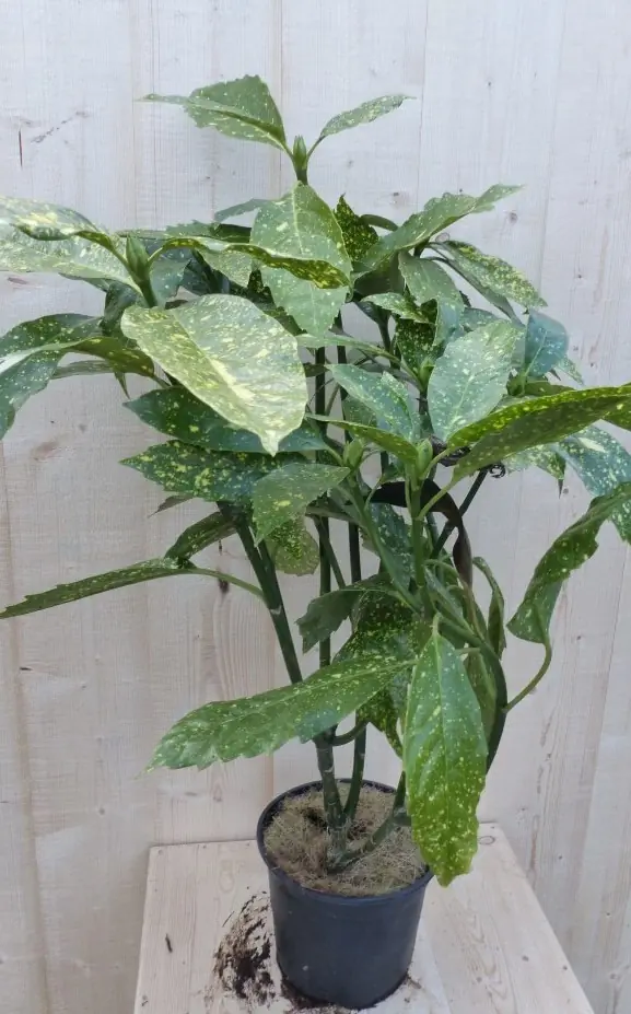 Broodboom Aucuba Japonica 80 cm - 100 cm geelbont Japanse broodboom Warentuin Natuurlijk
