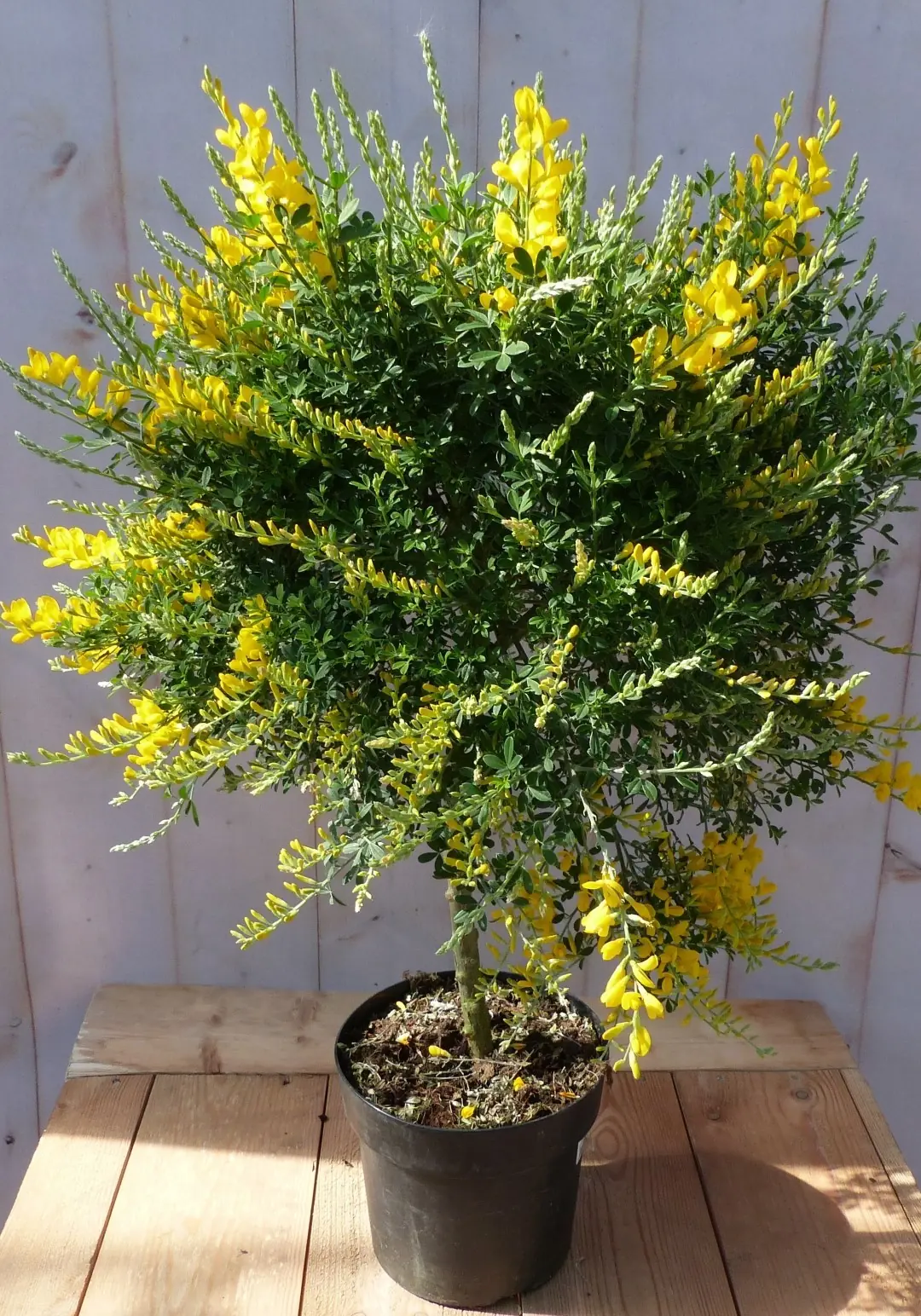 Cytisus racemosus brem geel op stam 70 cm Warentuin Natuurlijk