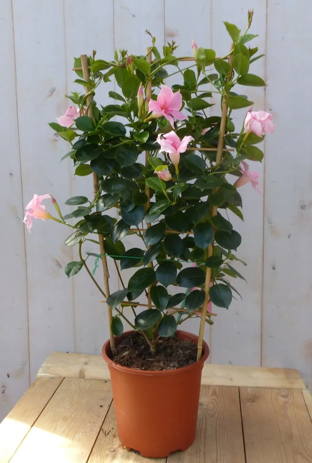 Dipladenia Mandevilla Sundaville roze 70 tot 90 cm Warentuin Natuurlijk