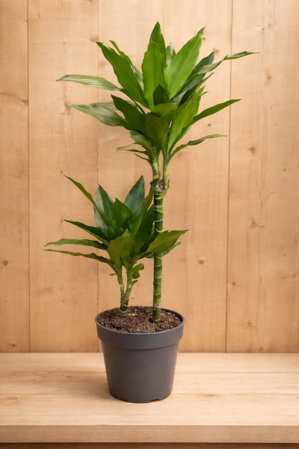 Drakenbloedboom Dracaena Fragrans Janet Lind/Groen H60-80 cm potmaat 19 cm 2 stammen kamerplant Warentuin Natuurlijk