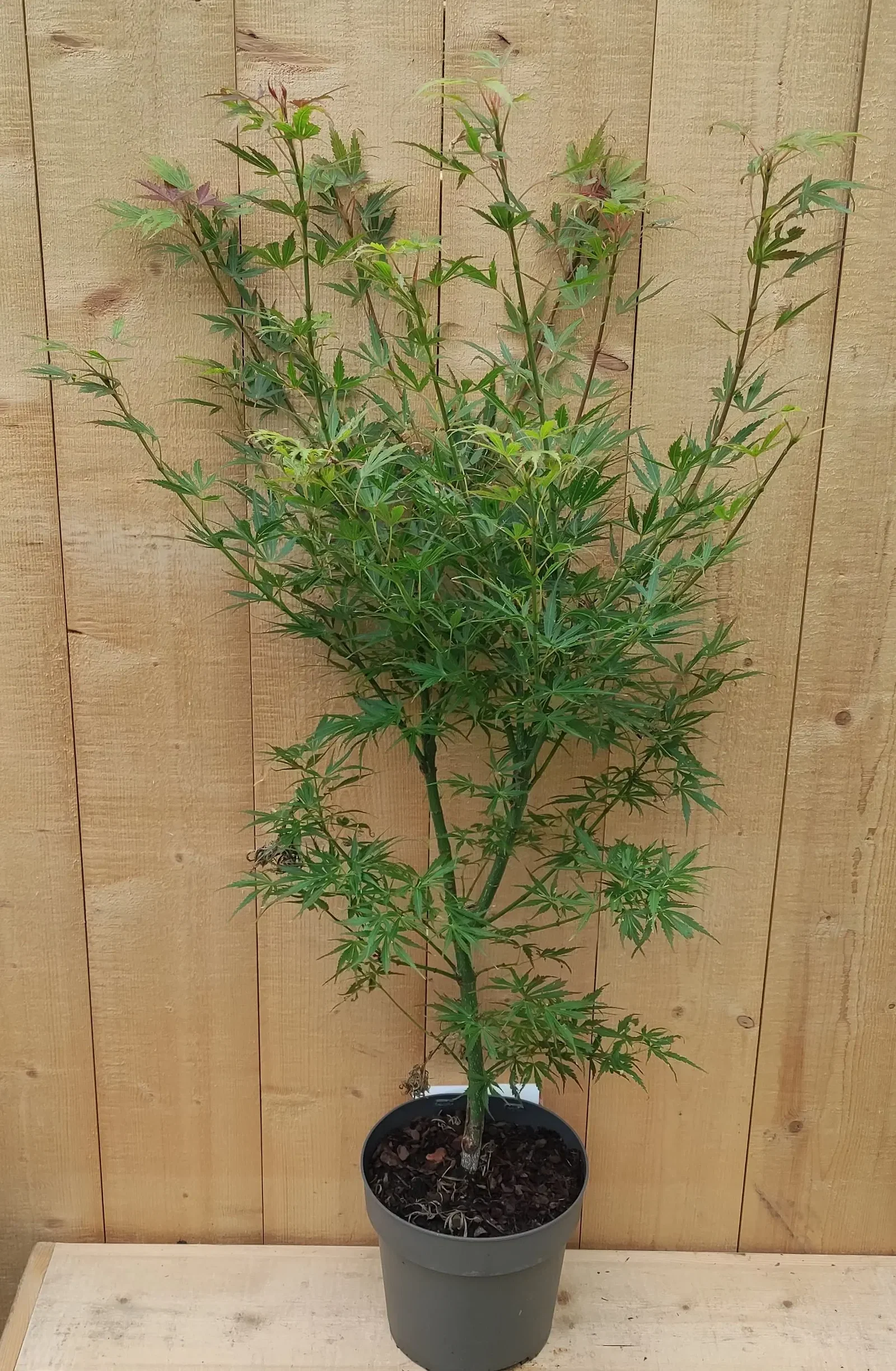 Japanse Esdorn Acer Groen struik 80 cm Warentuin Natuurlijk
