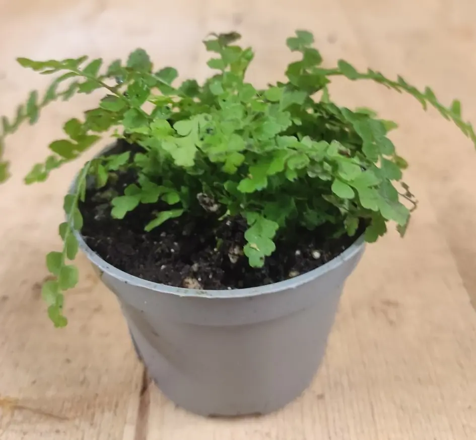 Varentje kamerplant Mini Warentuin Natuurlijk