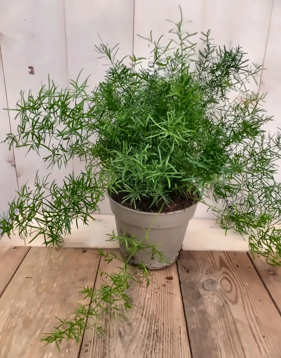 Asparagus Sierasperge kamerplant Warentuin Natuurlijk