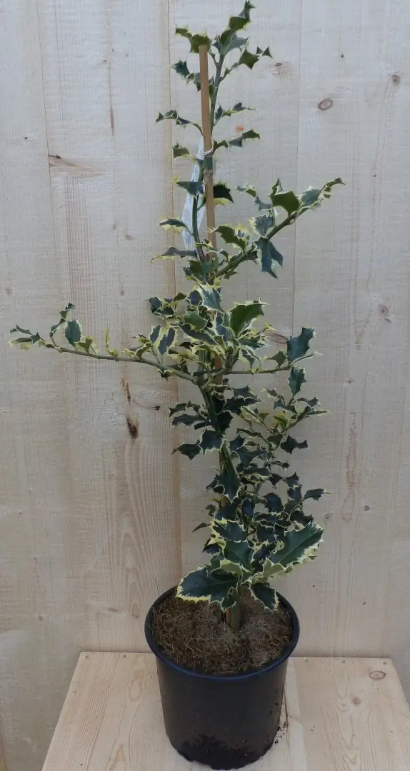 Hulst witbont 80 cm Ilex Warentuin Natuurlijk