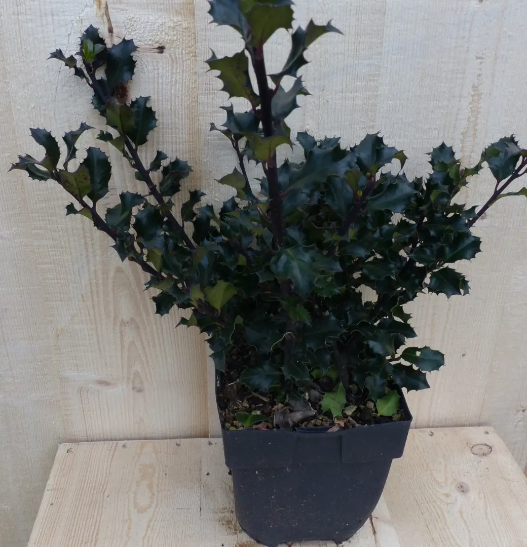 Hulst zwart/groen 30 cm Ilex Warentuin Natuurlijk