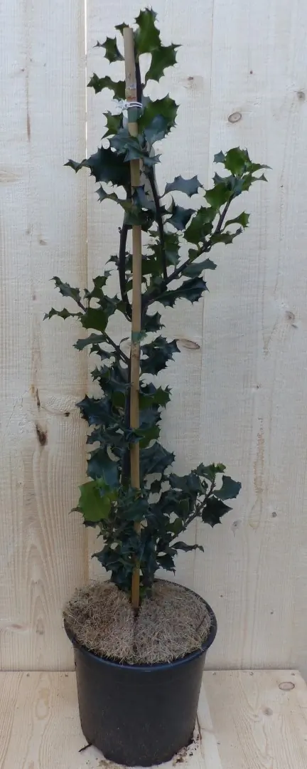 Hulst zwart/groen 80 cm Ilex Warentuin Natuurlijk