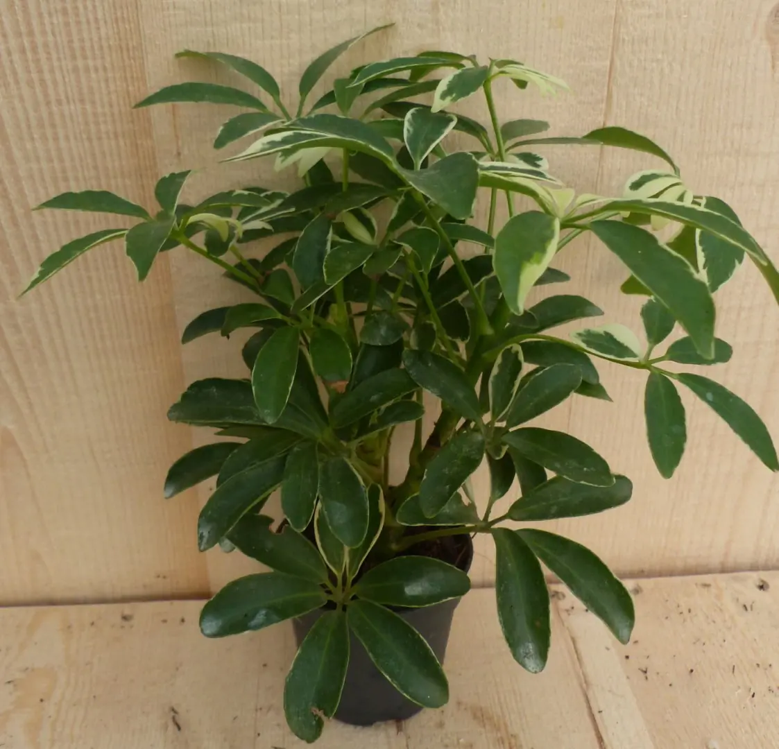 Schefflera Vingersboom bont klein kamerplant Warentuin Natuurlijk