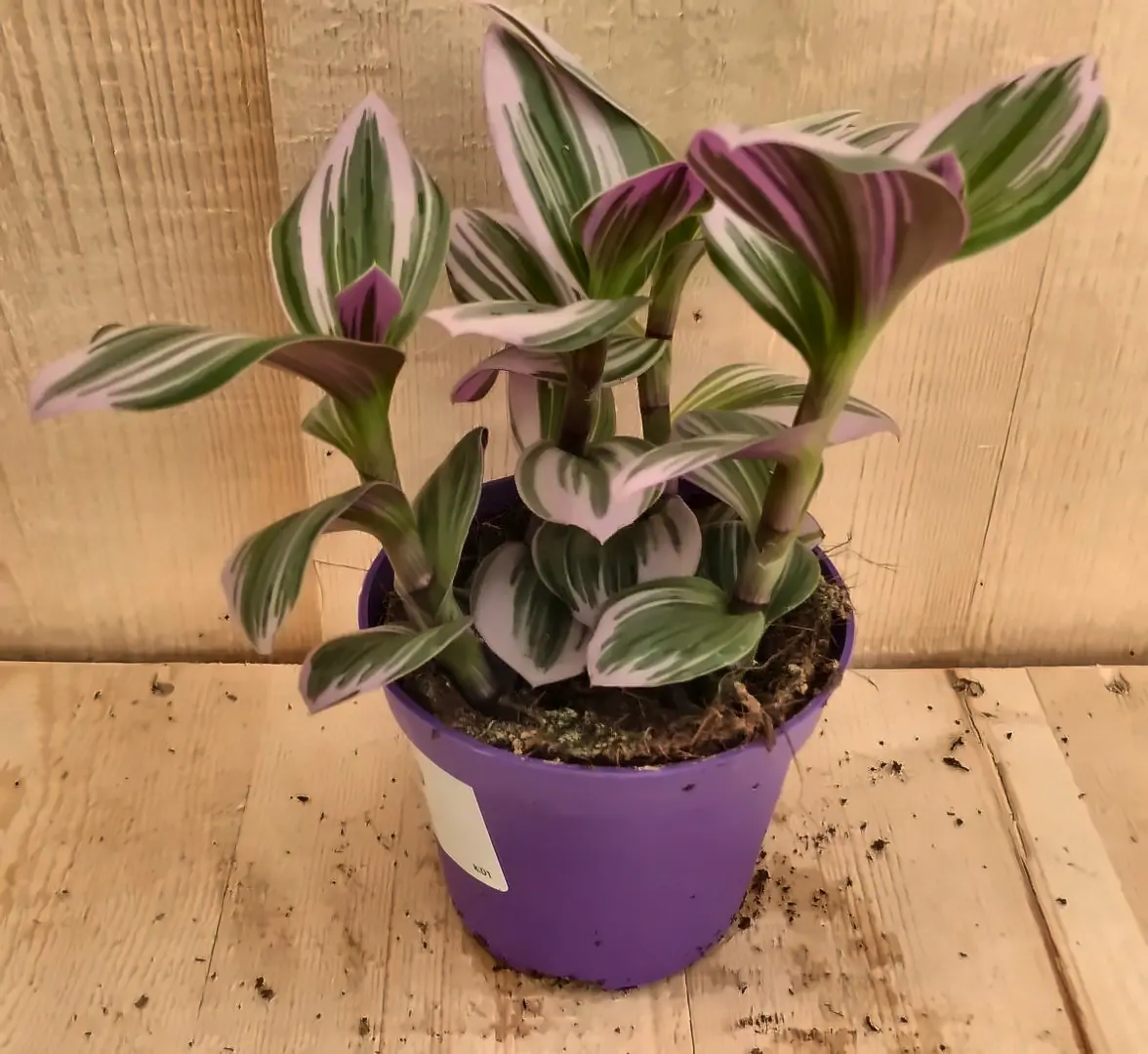 5 stuks! Mini Tradescantia roze blad Viridi kamerplant Warentuin Natuurlijk