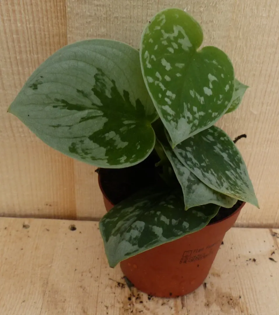 5 stuks! Mini Scindapsus Epipremnum grijsgroen Viridi kamerplant Warentuin Natuurlijk