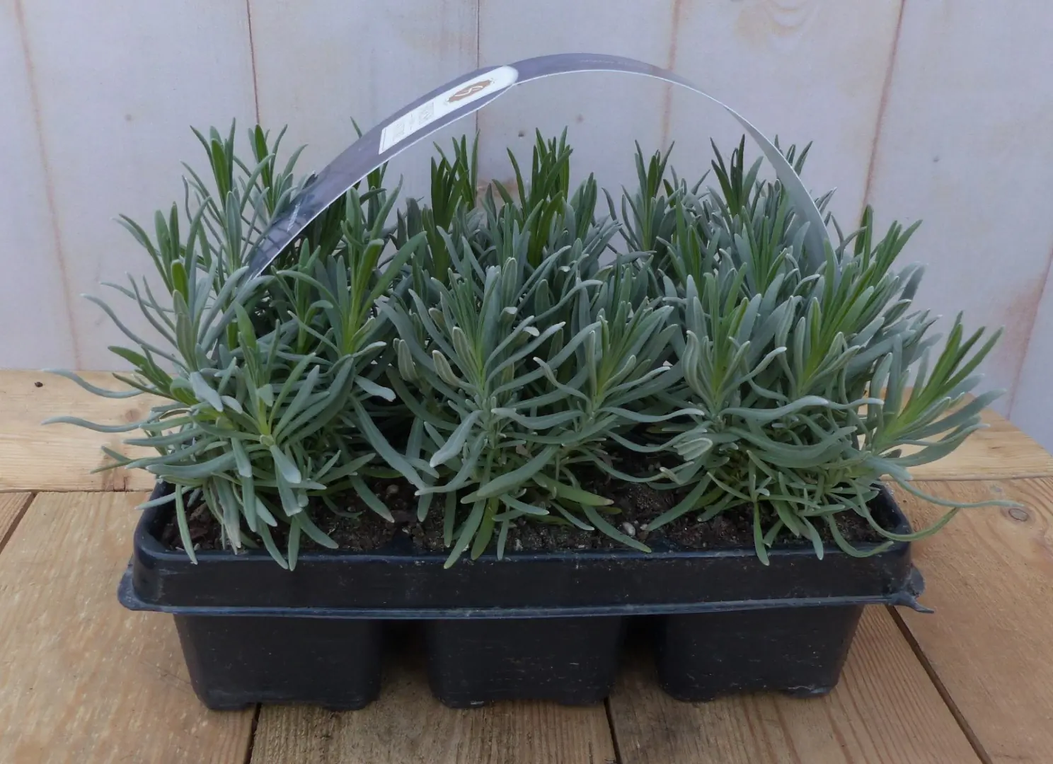Lavendel Augustifolia plantjes zes stuks blauw Lavandula Warentuin Natuurlijk