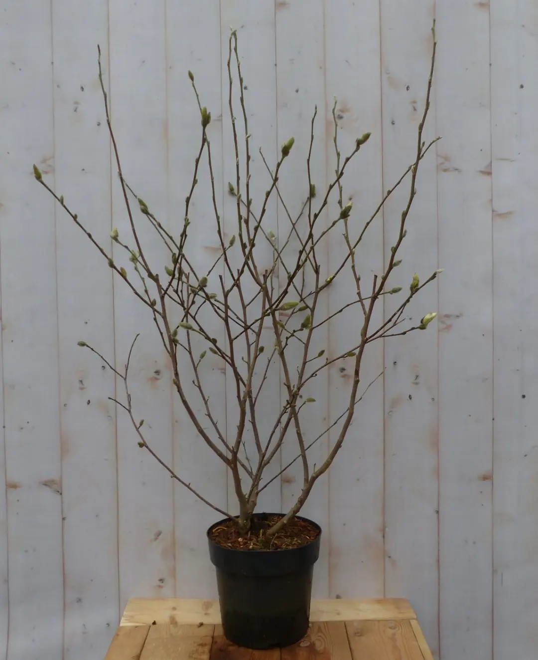 Magnolia op stam Magnolia Susan Tulpenboom Struikje 100 cm Warentuin Natuurlijk