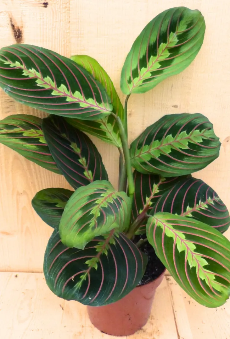 Maranta Leuconeura Fascinator Tiengebodenplant kamerplant Warentuin Natuurlijk