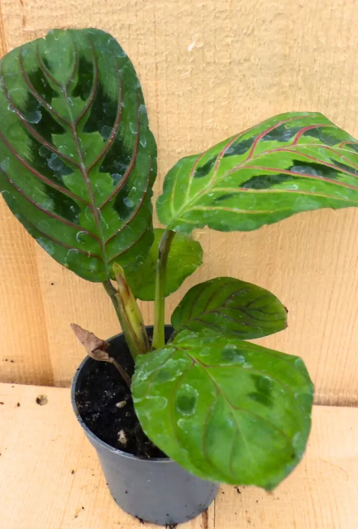 Maranta Leuconeura Tiengebodenplant groen/lichtgroen kamerplant Warentuin Natuurlijk